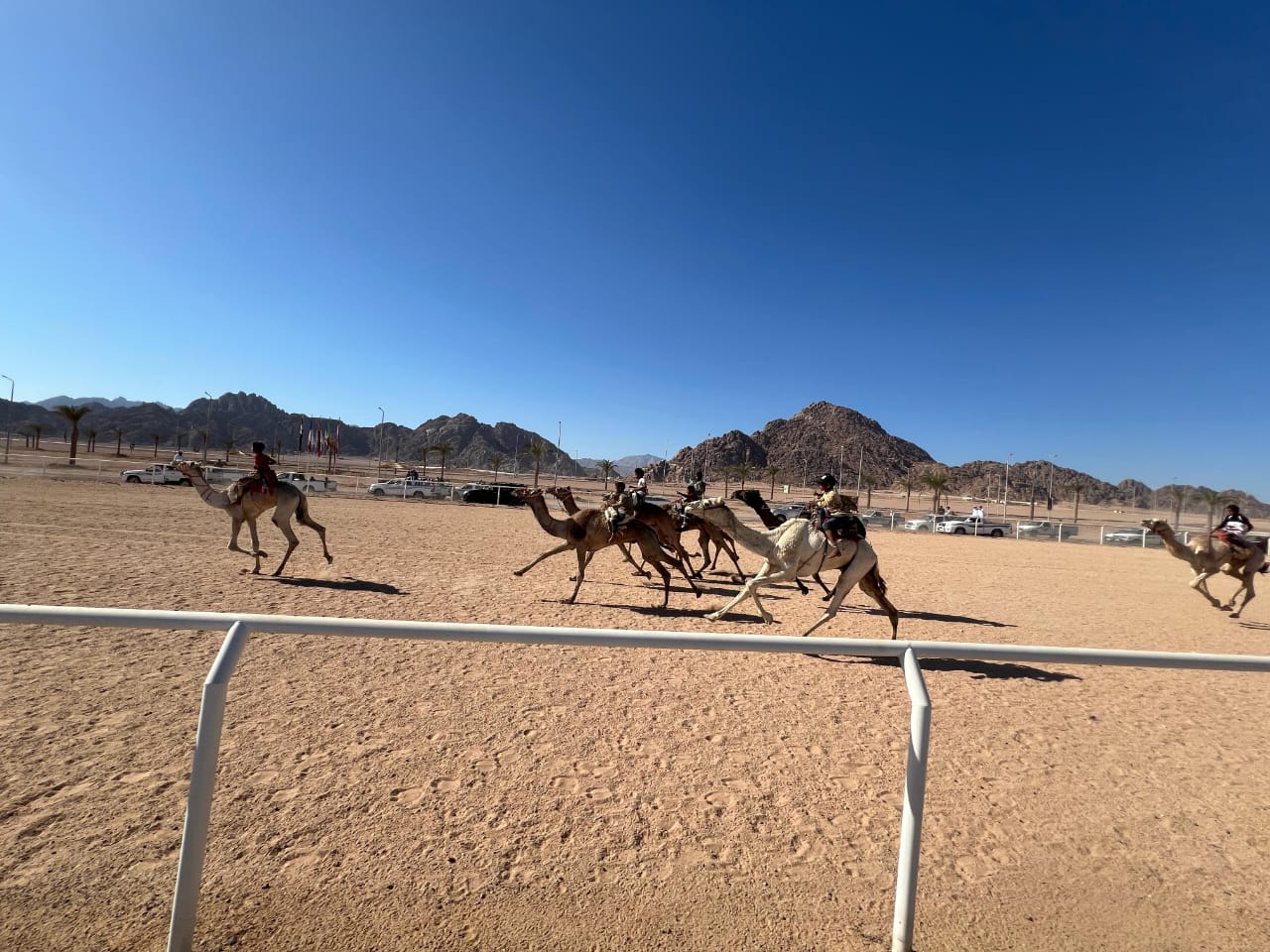 انطلاق فعاليات سباق الهجن التنشيطي بشرم الشيخ