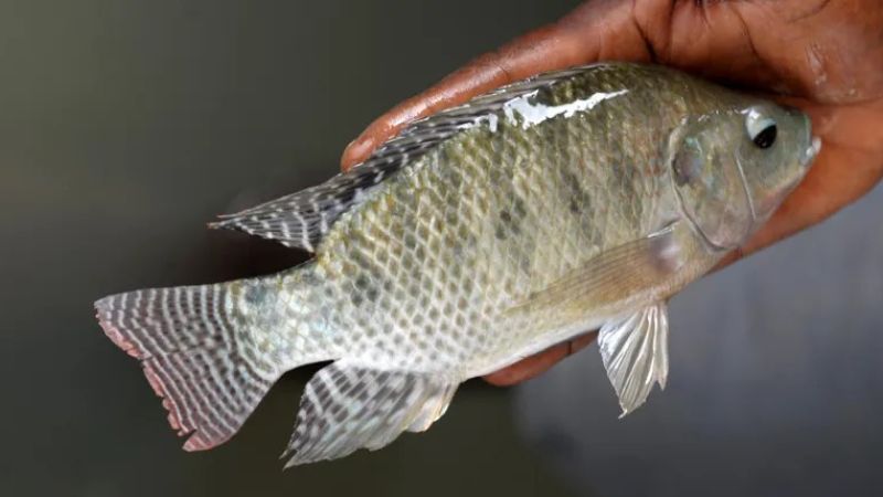 رؤية السمك في المنام للرجل المنزوج