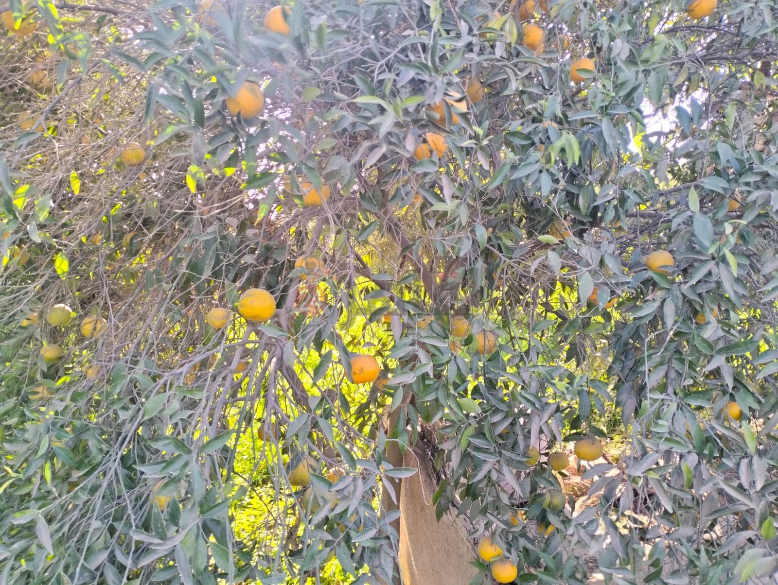 بدء موسم حصاد البرتقال ببني سويف 