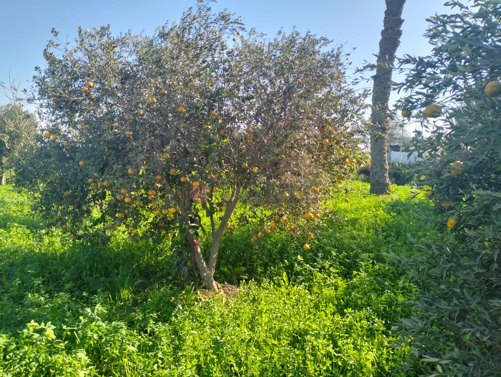 بدء موسم حصاد البرتقال ببني سويف 