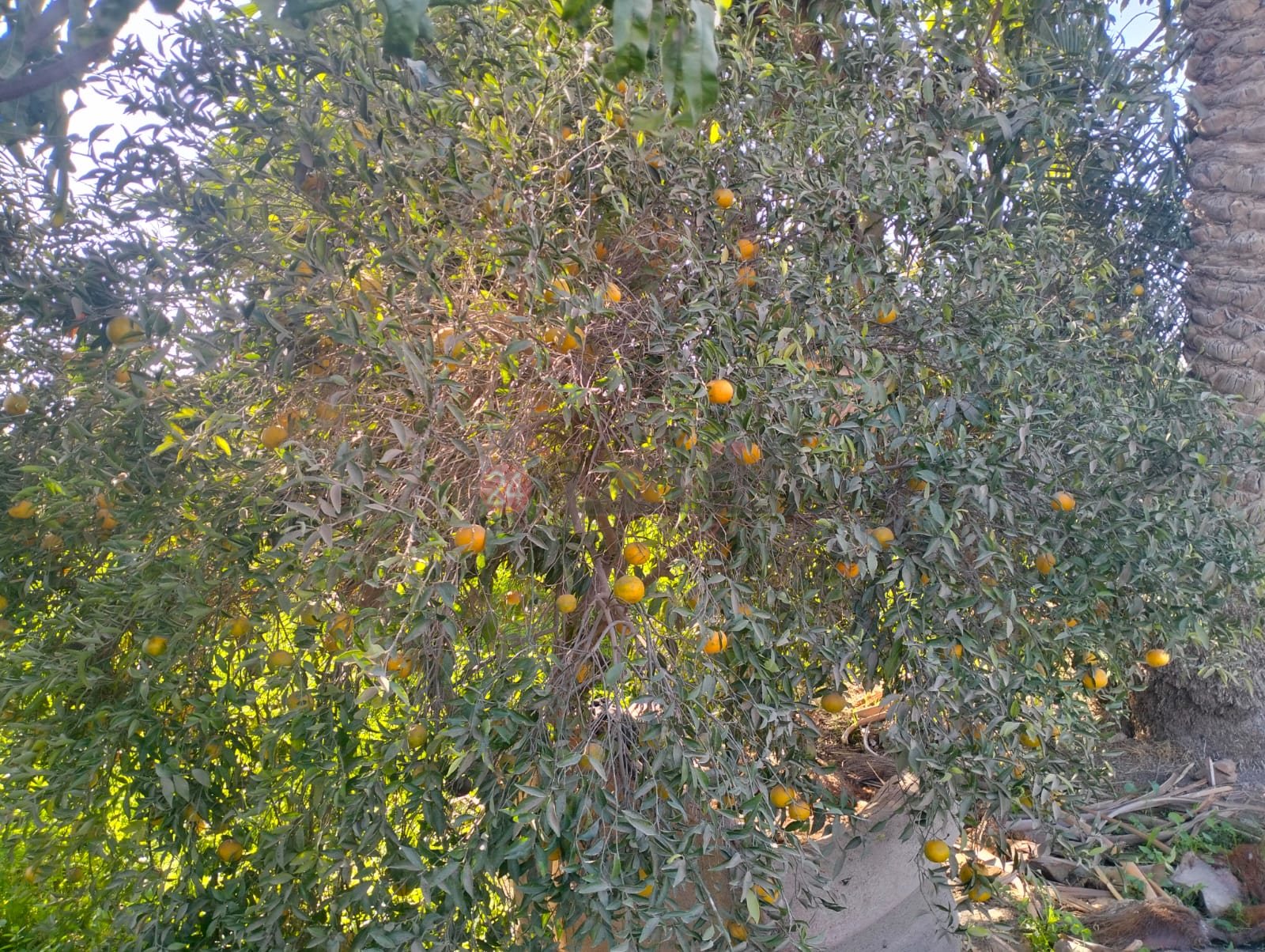 بدء موسم حصاد البرتقال ببني سويف 