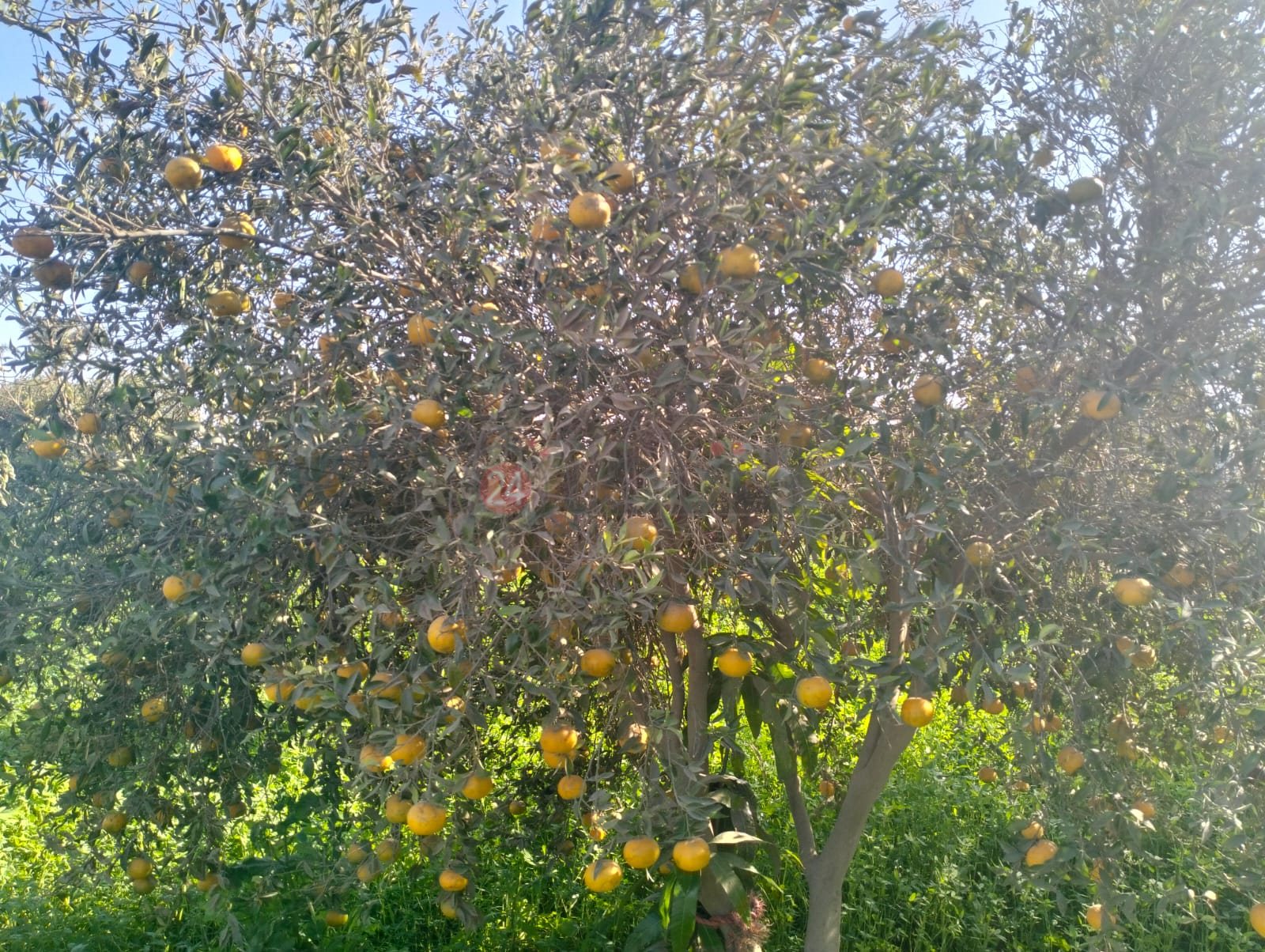 بدء موسم حصاد البرتقال ببني سويف 