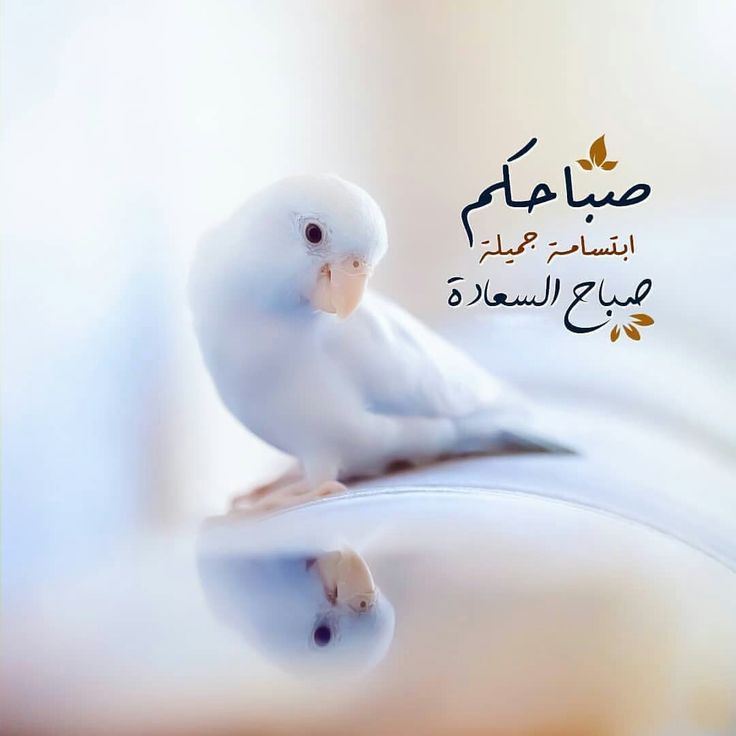 صور صباح الخير مع دعاء للاحباب 9