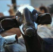 تفسير رؤية التيس في المنام للعزباء