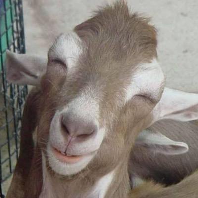 تفسير رؤية التيس في المنام للمتزوجة