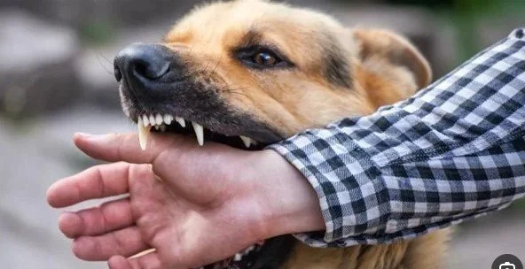 تفسير رؤية عضة الكلب في اليد في المنام