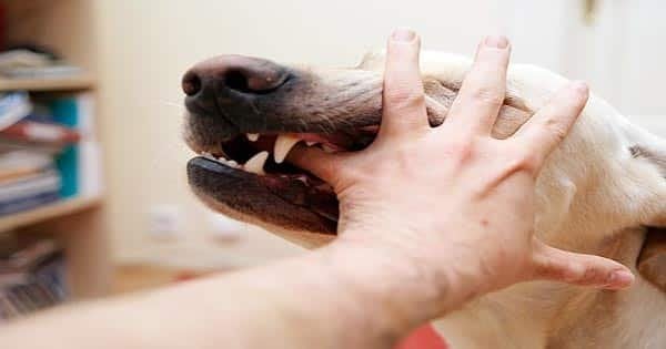 تفسير رؤية عضة الكلب في اليد اليسرى