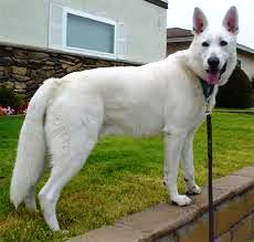 تفسير رؤية هجوم الكلب الأبيض في المنام