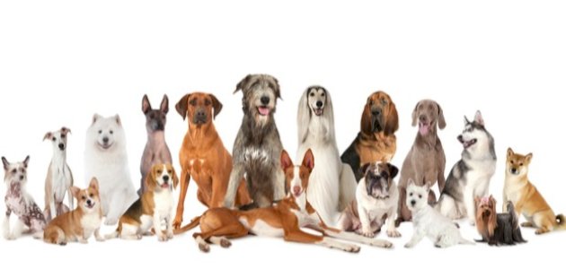 تفسير حلم الكلب للعزباء