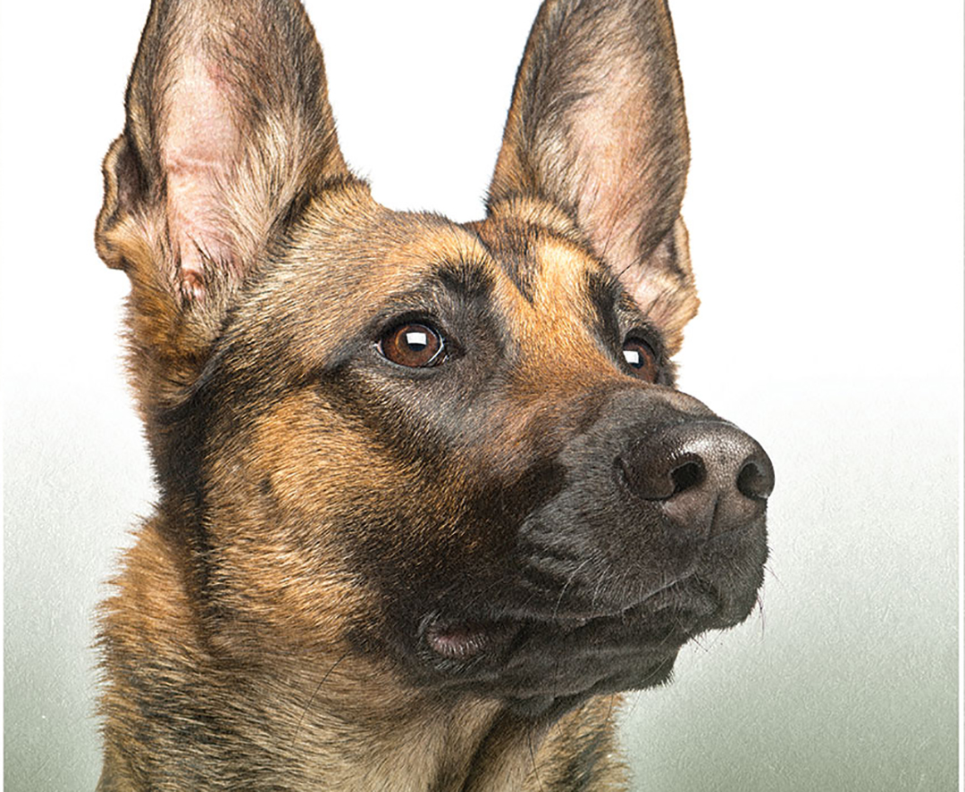 &nbsp;تفسير رؤية عضة الكلب في المنام