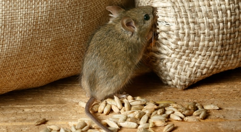 تفسير حلم رؤية الفئران