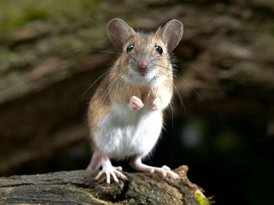 تفسير حلم رؤية الفئران