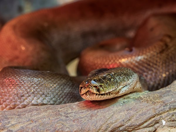 رؤية الثعبان في المنام للرجل المتزوج