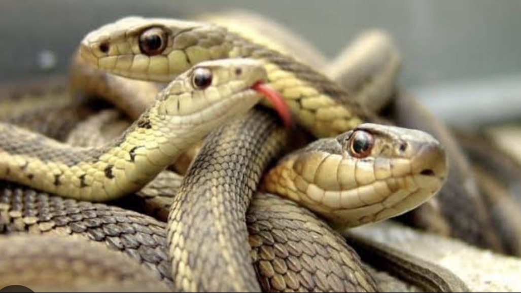 رؤية الثعبان في المنام للرجل المتزوج