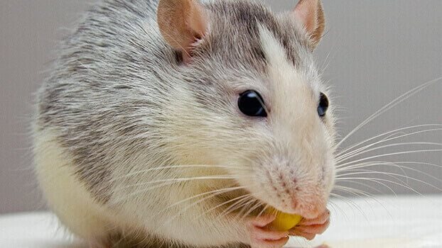 تفسير رؤية الفار بالمنام