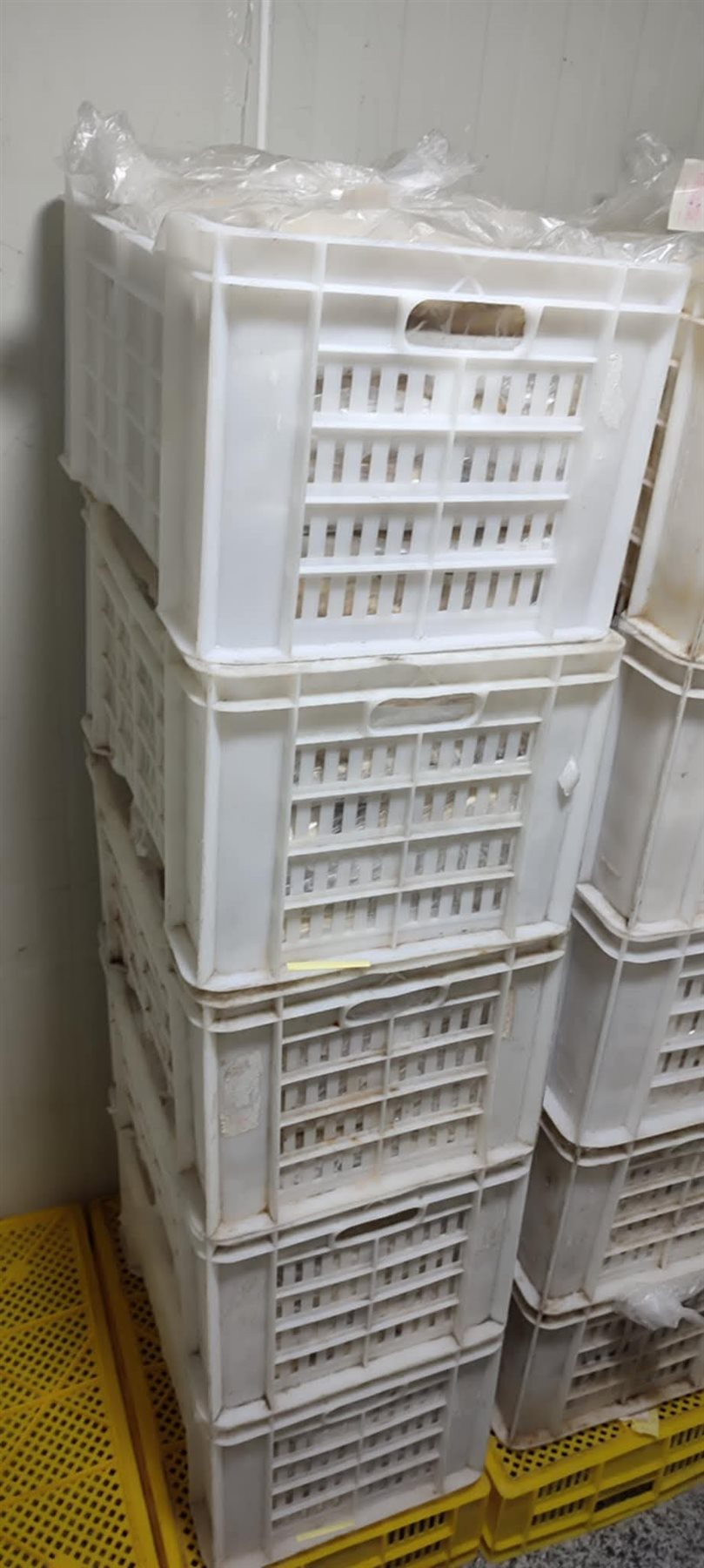 ضبط حواوشي بدون بيانات ببورسعيد 