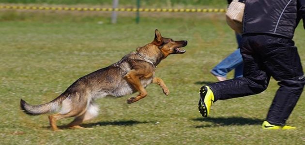 شروط حيازة الكلاب في مصر