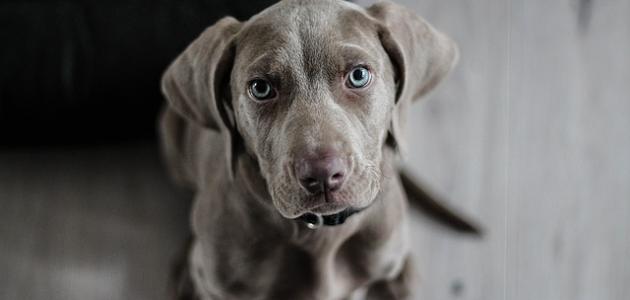 تفسير رؤية الكلب في المنام