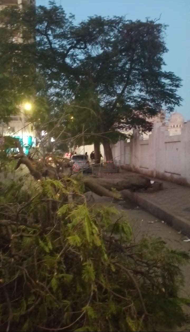 تهشم عدد من السيارات إثر سقوط شجرة عليها في البحيرة