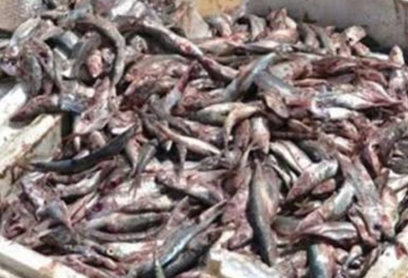 حملة تموينية في رأس سدر 