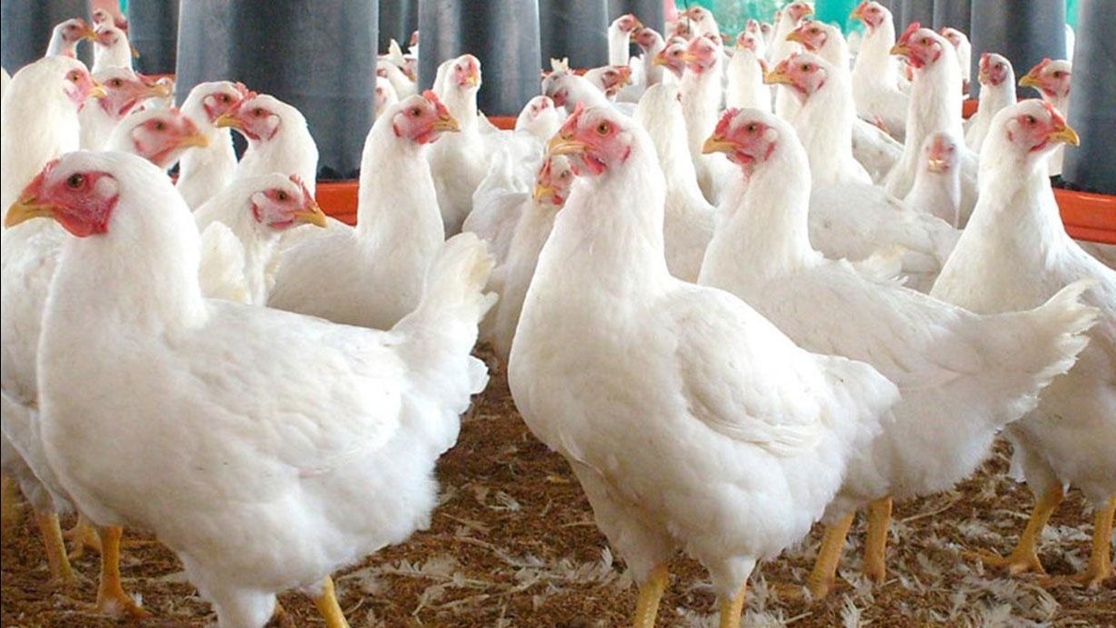 بورصة الدواجن اليوم الجمعة 6 فبراير 2026