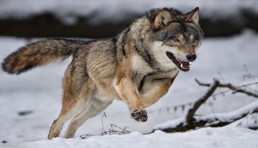 تفسير هجوم الذئب في المنام