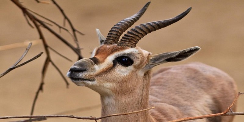تفسير رؤية الغزال في المنام للعزباء