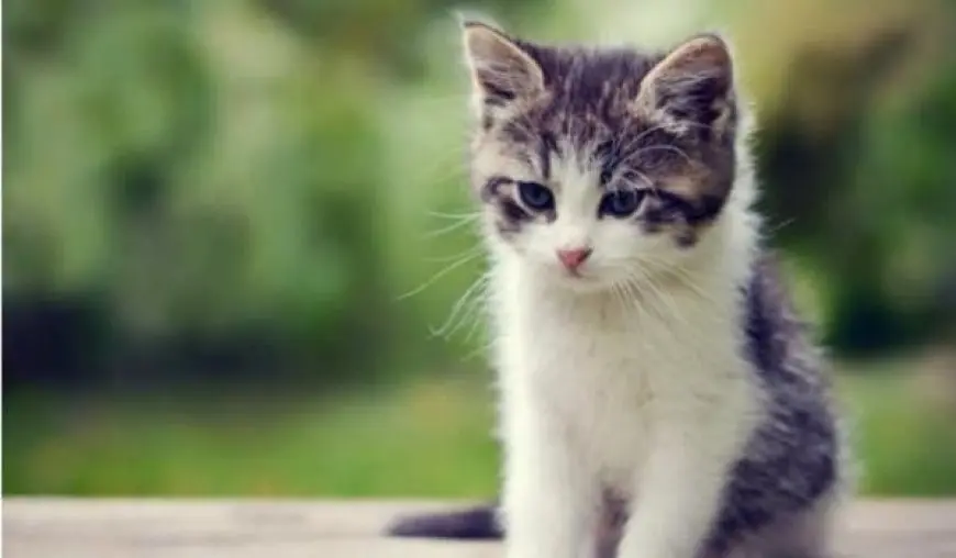 أسماء قطط إناث فرنسية وإيطالية وعربية