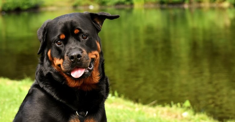 أجدد أسماء كلاب ذكور شرسة عربية