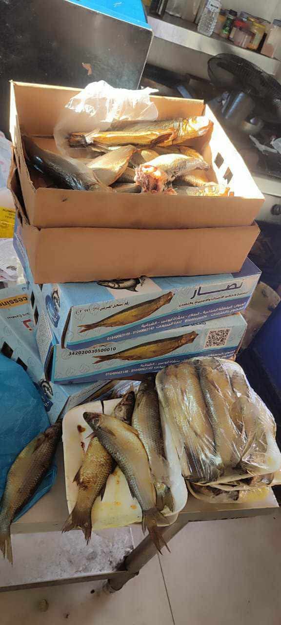 كميات الرنجة المضبوطة 