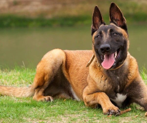 أسماء كلاب ذكور شرسة