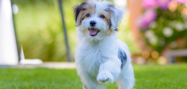 أسماء كلاب عربية