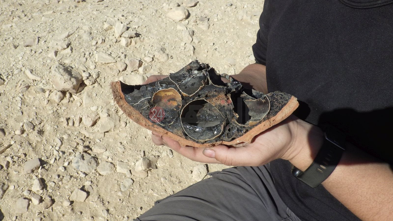 بيض طائر أبو منجل 2