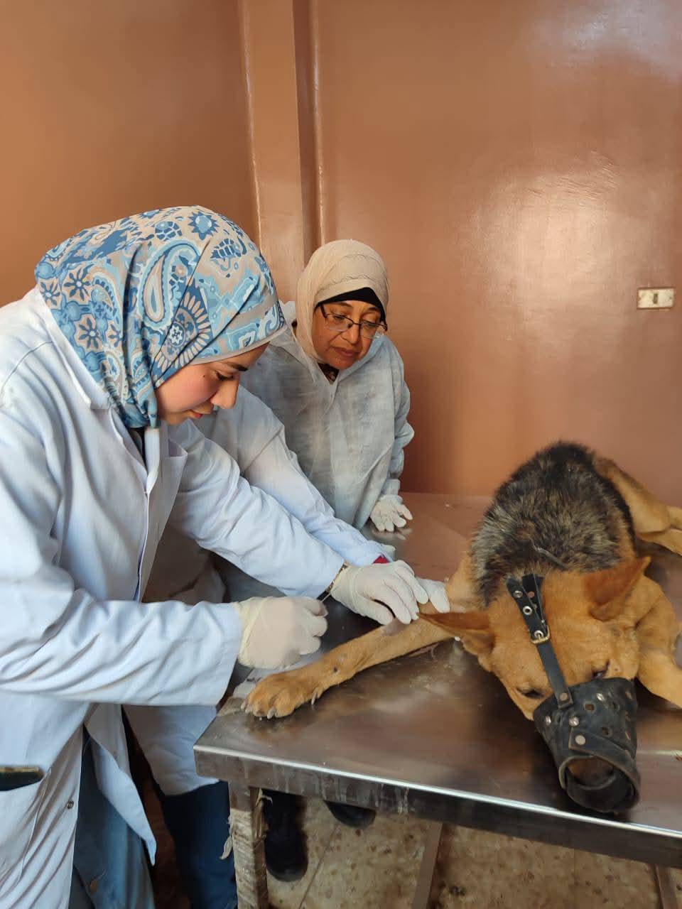 تعقيم وتحصين الكلاب الضالة ببورسعيد 