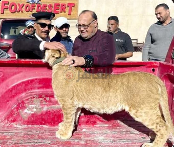 ضبط شبل أسد بالغردقة 