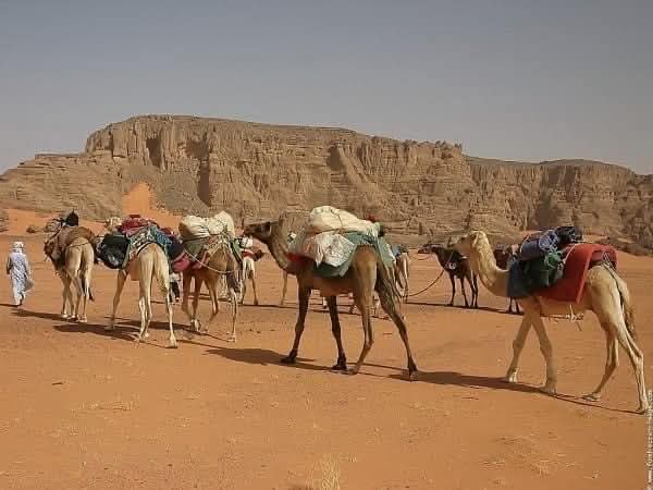 وادى بلى بالبحر الأحمر 