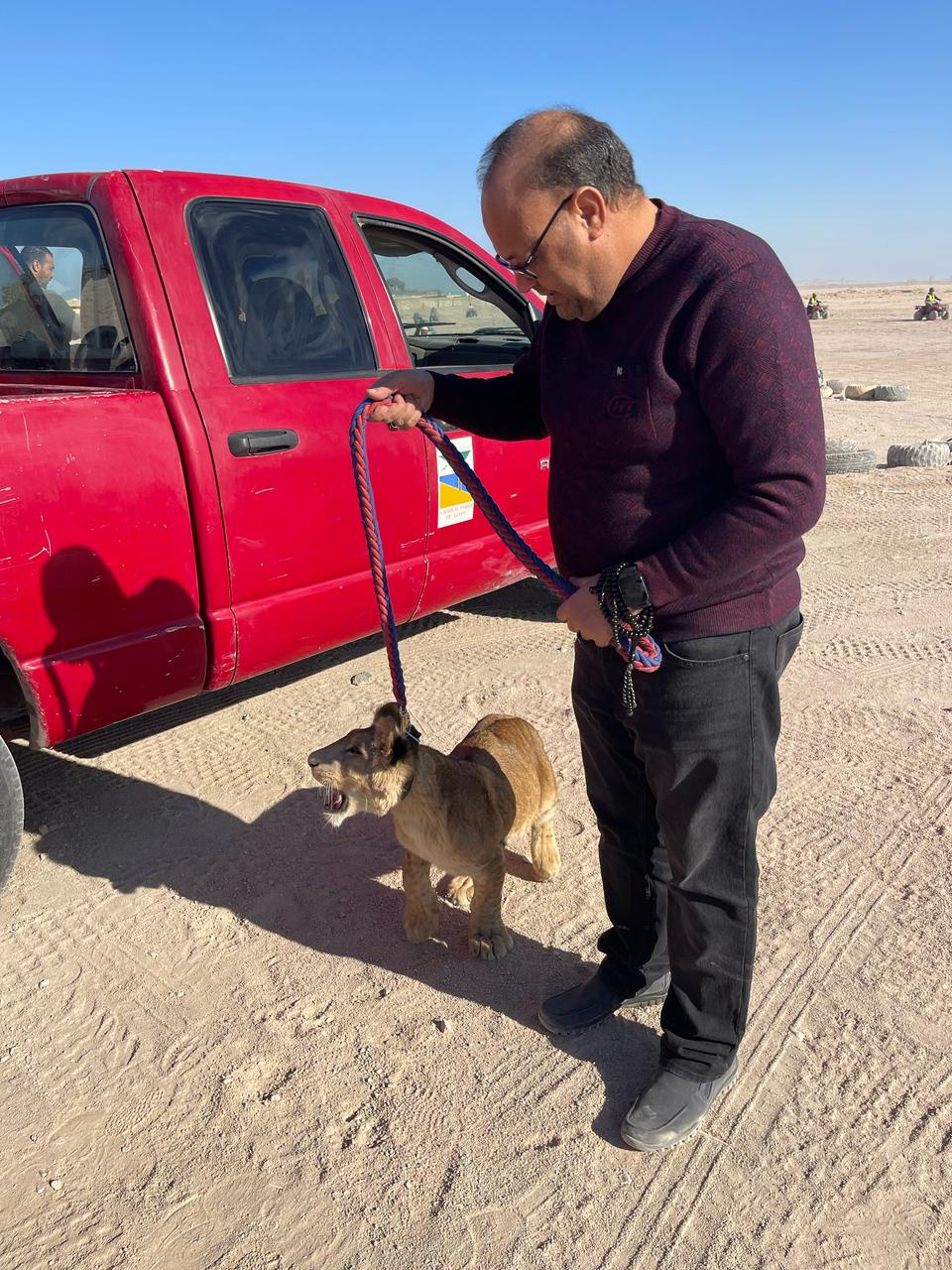 ترحيل شبل الأسد بالغردقة 