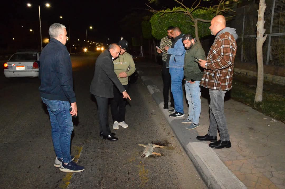 العثور على حيوان نافق ببورفؤاد 