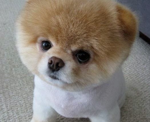 أسماء كلاب إناث بالإنجليزي