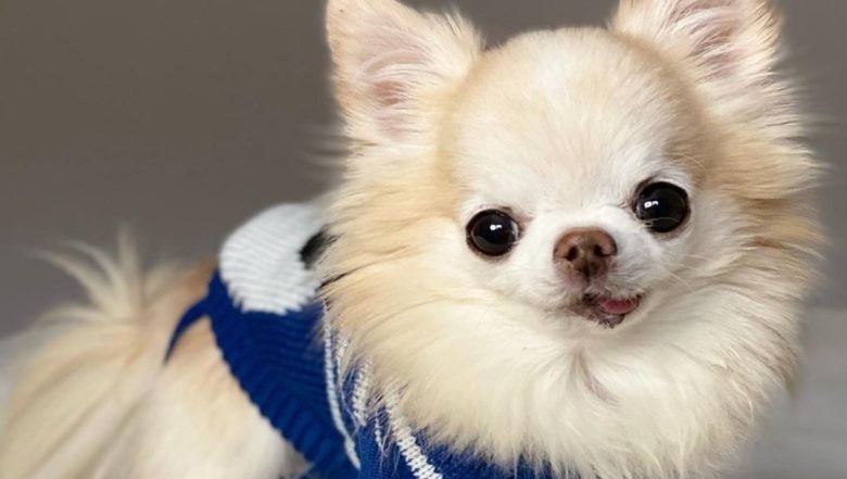 أسماء كلاب إناث بالإنجليزي