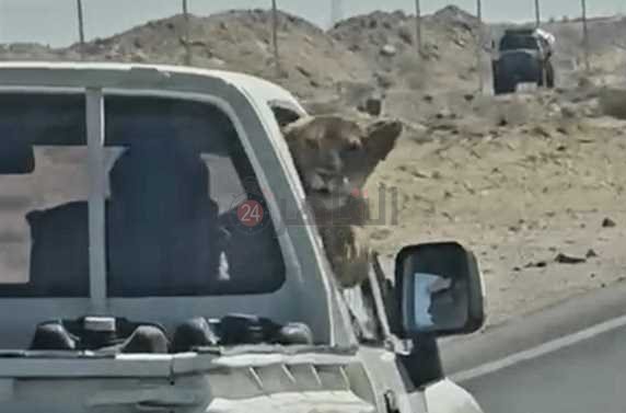 ضبط شبل أسد بالغردقة 