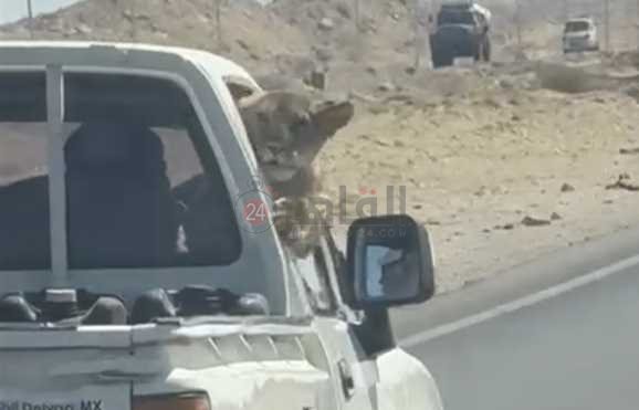 ضبط شبل أسد بالغردقة 