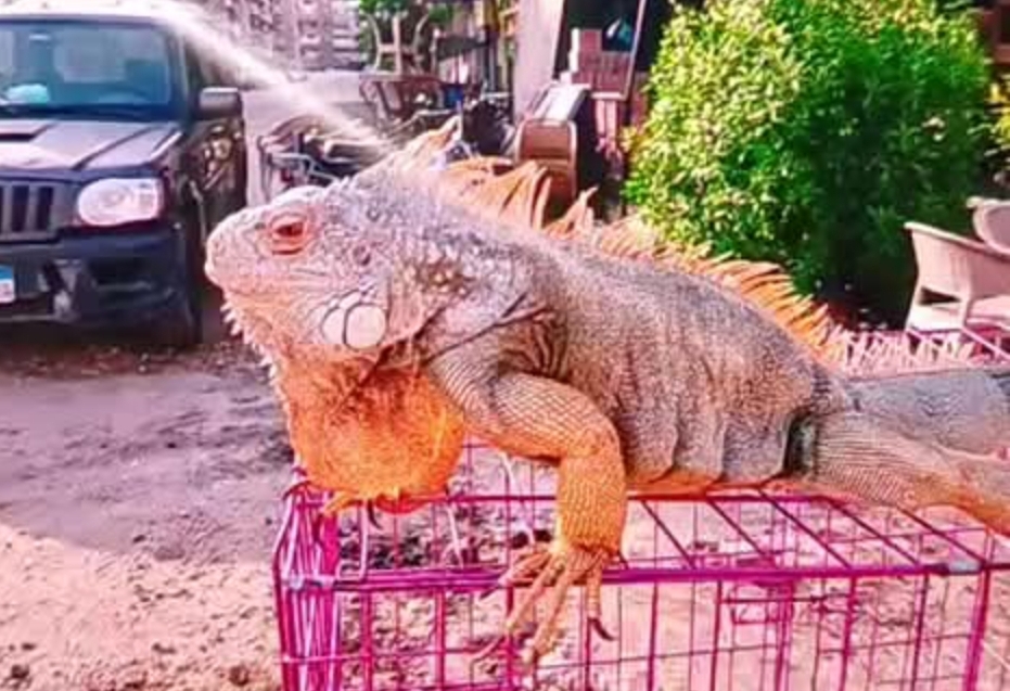 حيوان الإيجوانا النافق 