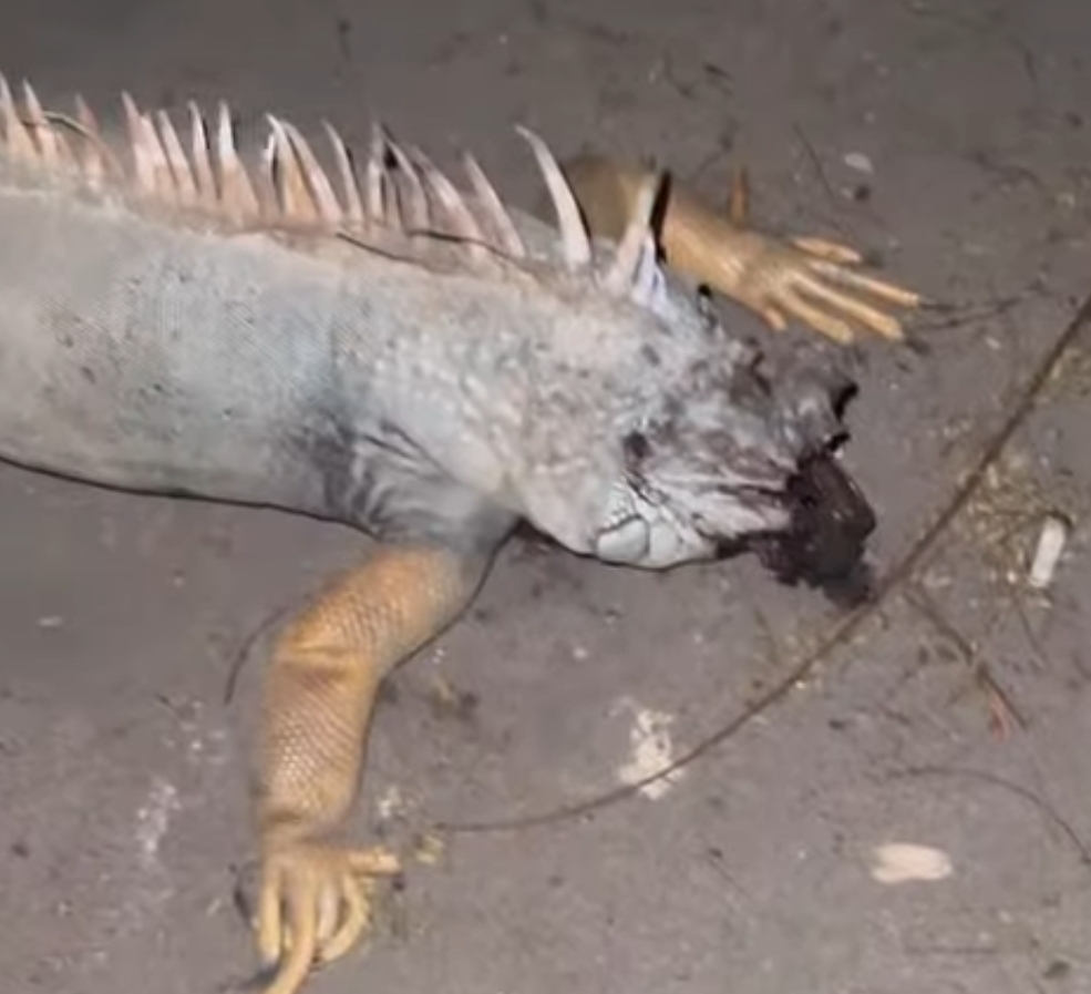 حيوان الإيجوانا النافق 