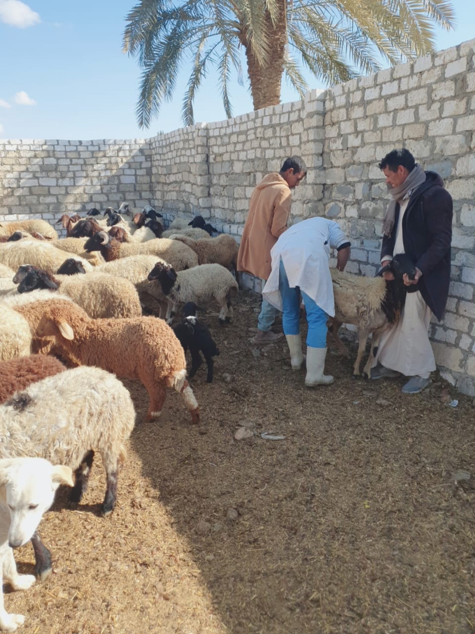 محافظ الفيوم يتابع جهود وأنشطة مديرية الطب البيطري خلال شهر فبراير الماضي