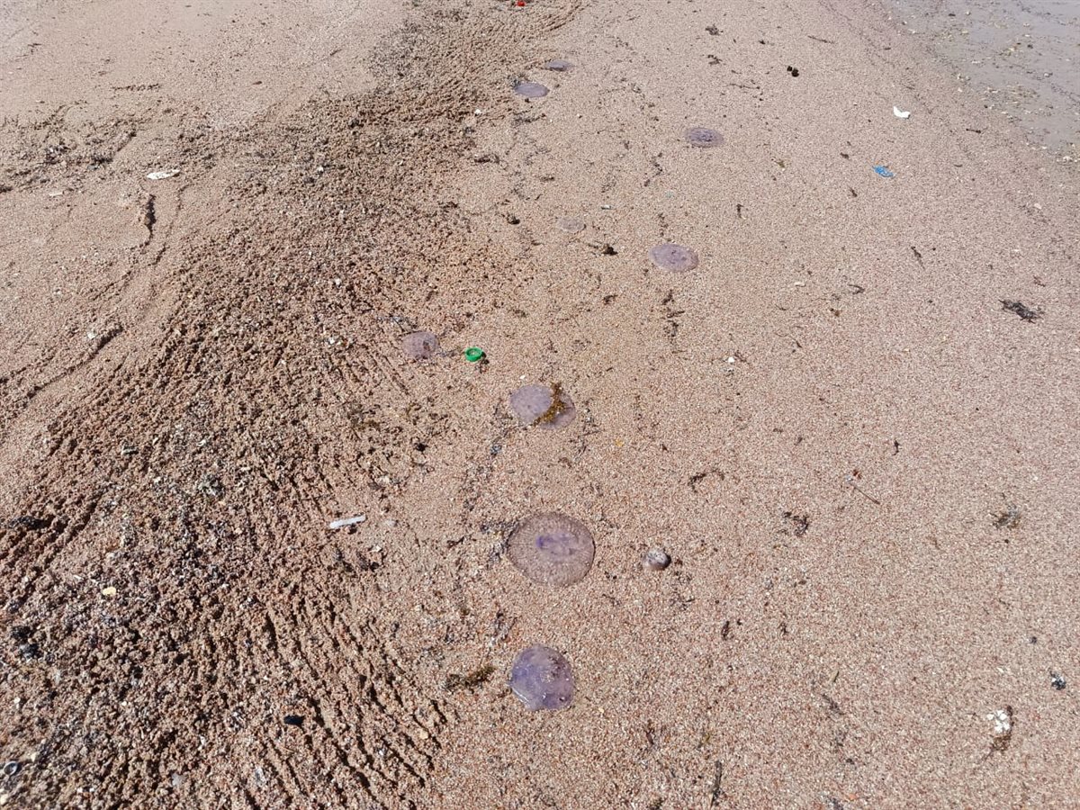 ظهور قناديل البحر على شواطئ الغردقة 