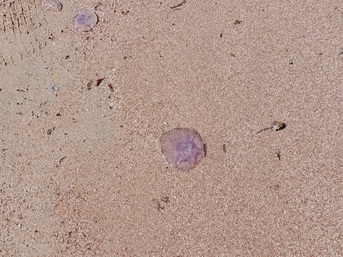 ظهور قناديل البحر على شواطئ الغردقة 