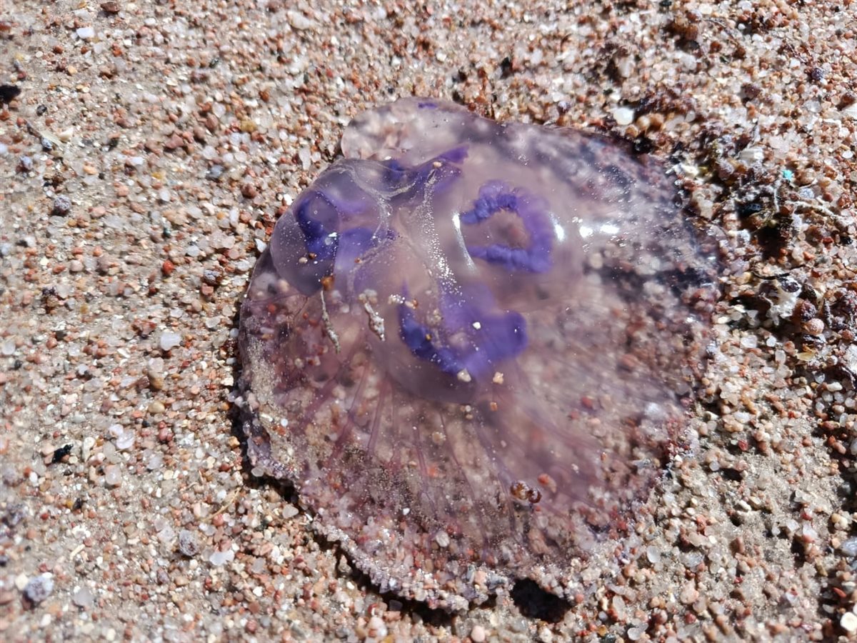 ظهور قناديل البحر على شواطئ الغردقة 