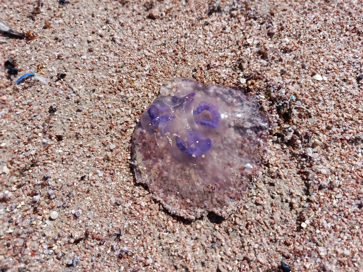 ظهور قناديل البحر على شواطئ الغردقة 