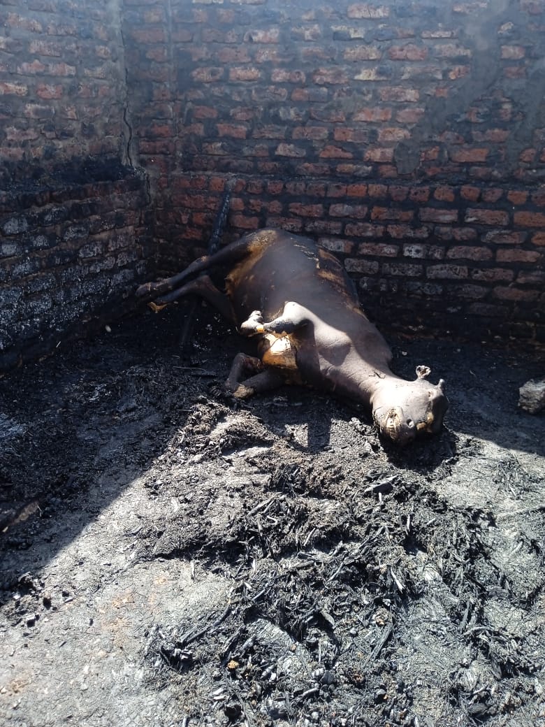 نشوب حريق بحوش ماشية في قنا